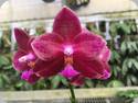 Phal. Palace Reef